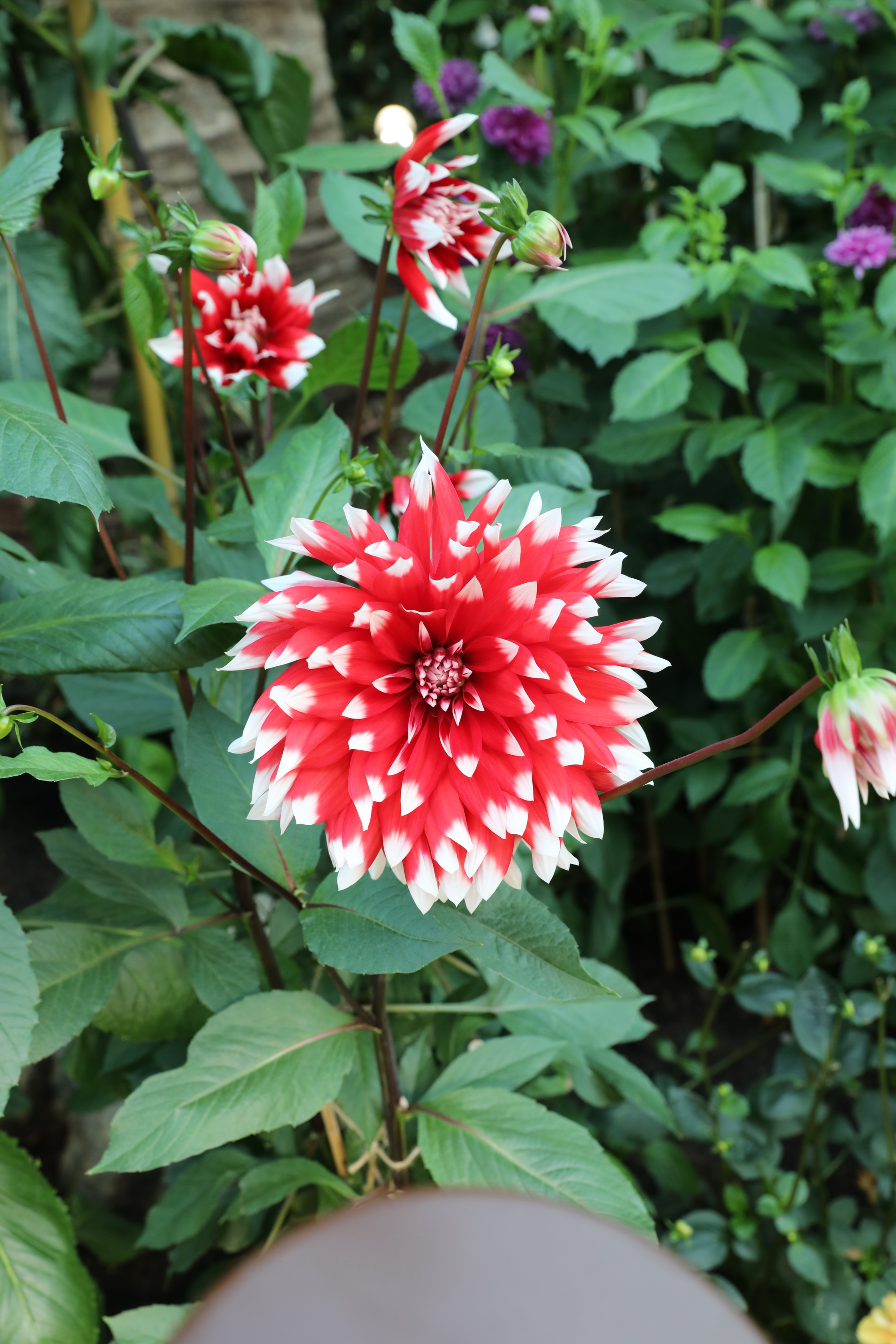 2020 02 03 18 45 00 Canon EOS 5D Mark IV 0059